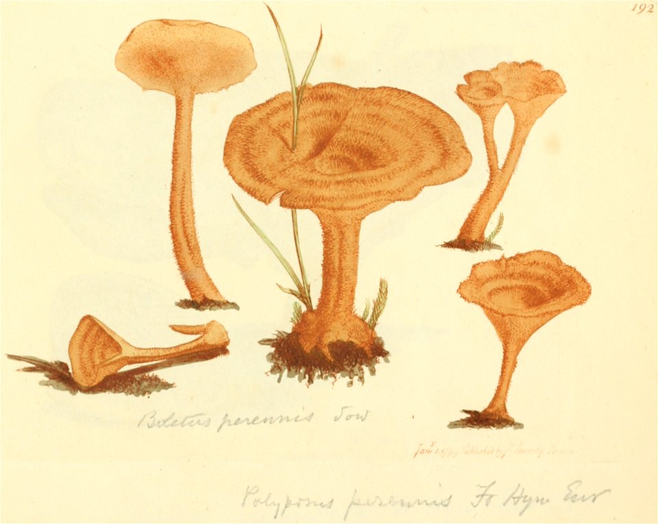 Coloured Figures of English Fungi or Mushrooms - t. 192