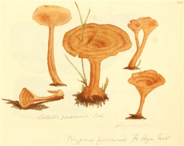 Coloured Figures of English Fungi or Mushrooms - t. 192