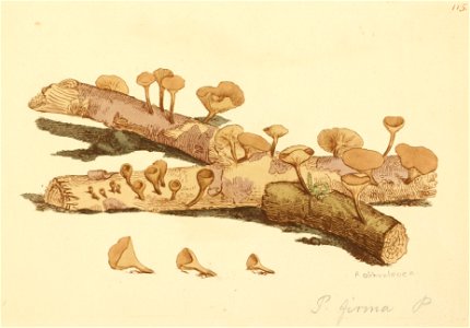 Coloured Figures of English Fungi or Mushrooms - t. 115