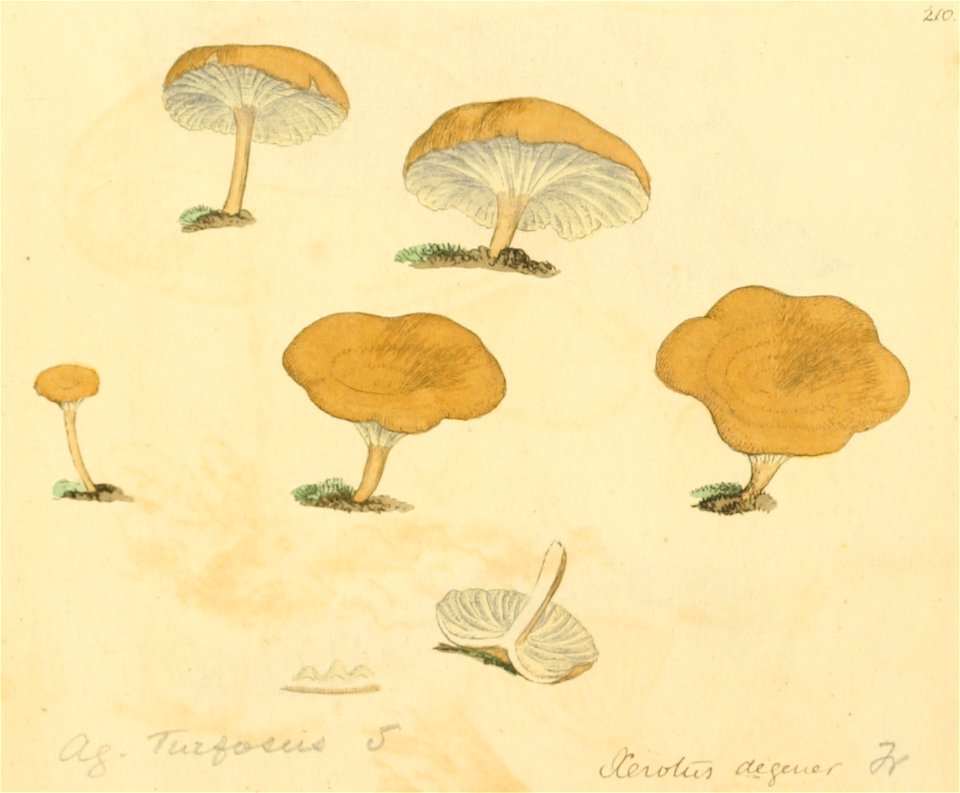 Coloured Figures of English Fungi or Mushrooms - t. 210