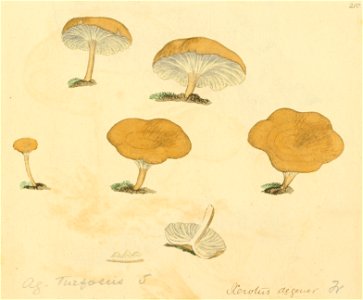 Coloured Figures of English Fungi or Mushrooms - t. 210