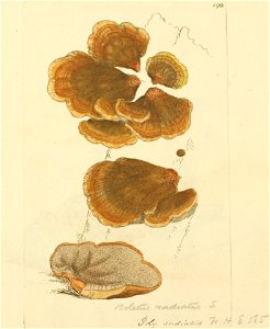 Coloured Figures of English Fungi or Mushrooms - t. 196