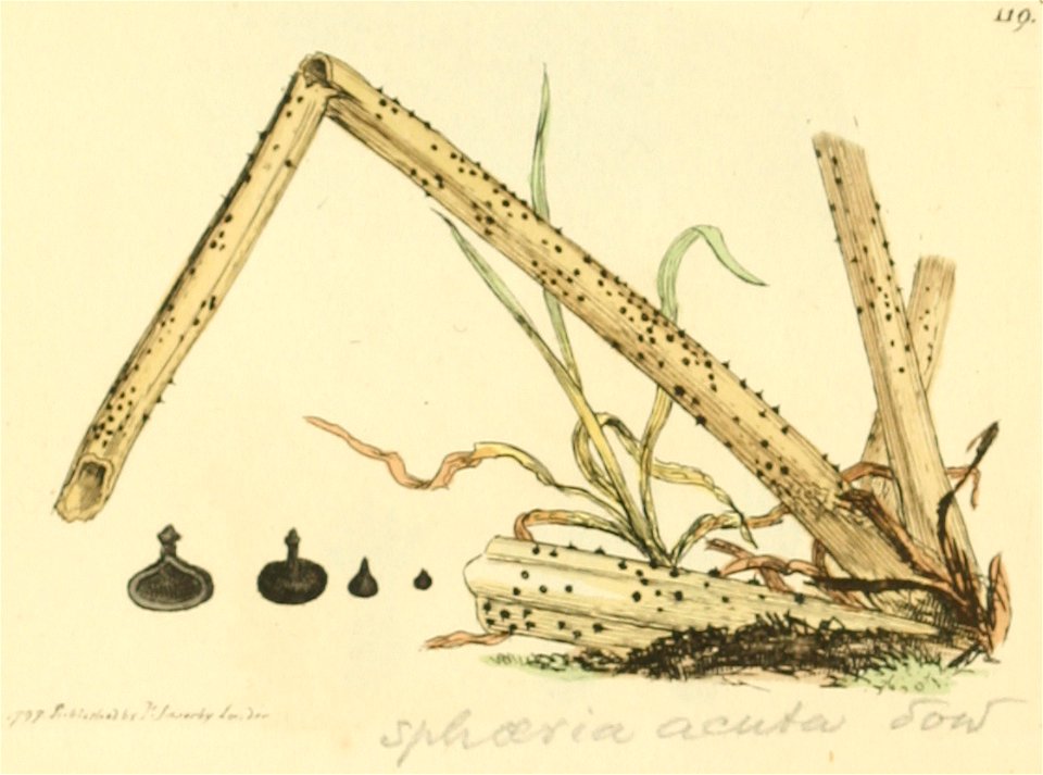 Coloured Figures of English Fungi or Mushrooms - t. 119