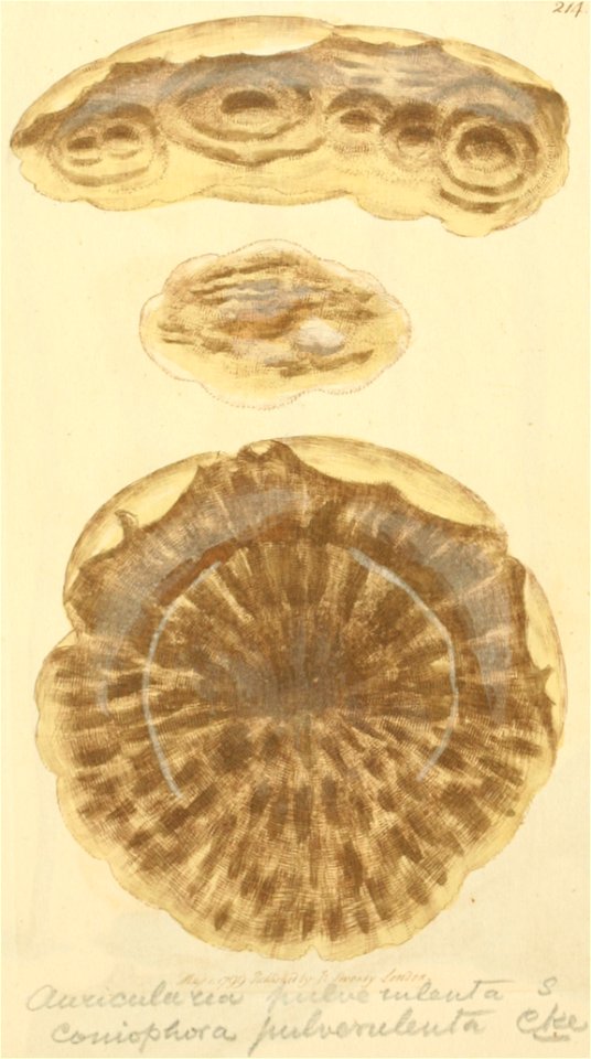 Coloured Figures of English Fungi or Mushrooms - t. 214