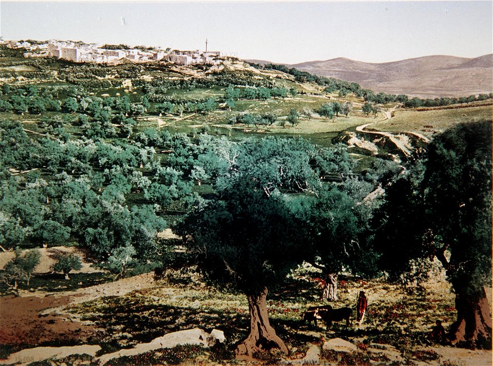 COLOR PHOTO OF SCENERY TAKEN IN THE LATE 19TH CENTURY BY FRENCH PHOTOGRAPHER, BONFILS. THE VILLAGE SHOWN IS SEBASTIA, NABLUS