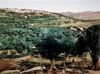 COLOR PHOTO OF SCENERY TAKEN IN THE LATE 19TH CENTURY BY FRENCH PHOTOGRAPHER, BONFILS. THE VILLAGE SHOWN IS SEBASTIA, NABLUS