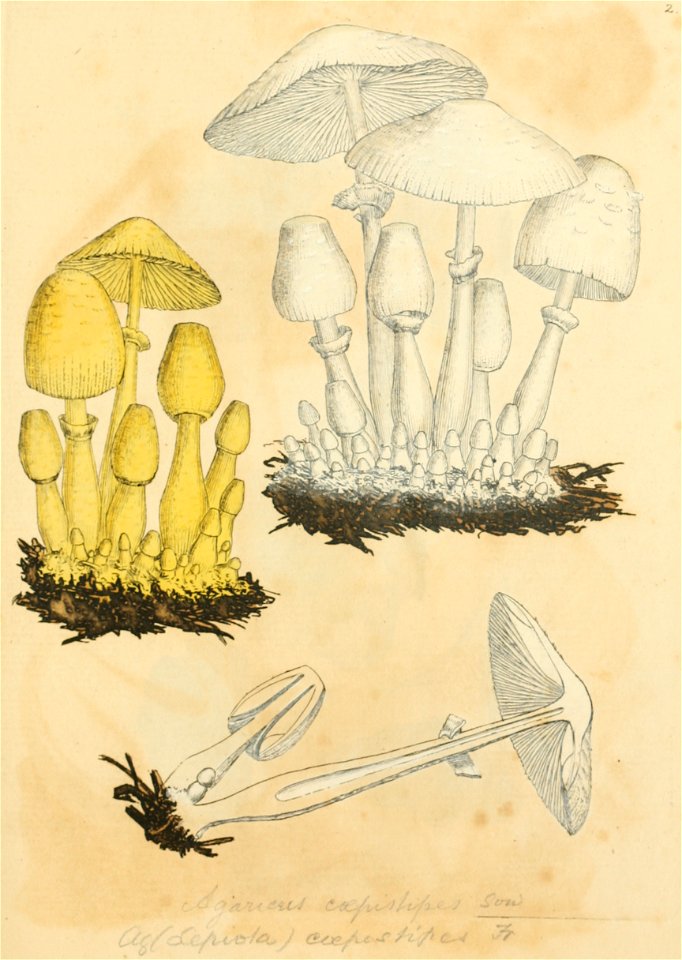 Coloured Figures of English Fungi or Mushrooms - t. 2
