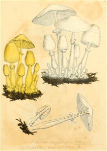 Coloured Figures of English Fungi or Mushrooms - t. 2