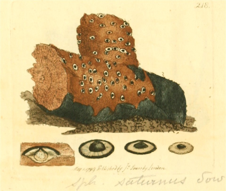 Coloured Figures of English Fungi or Mushrooms - t. 218