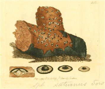 Coloured Figures of English Fungi or Mushrooms - t. 218