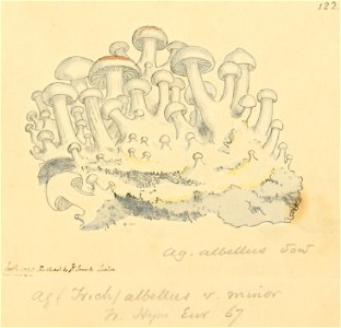 Coloured Figures of English Fungi or Mushrooms - t. 122