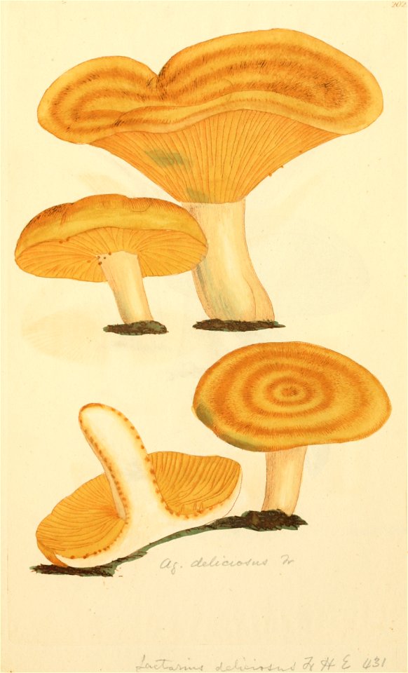 Coloured Figures of English Fungi or Mushrooms - t. 202