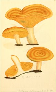Coloured Figures of English Fungi or Mushrooms - t. 202