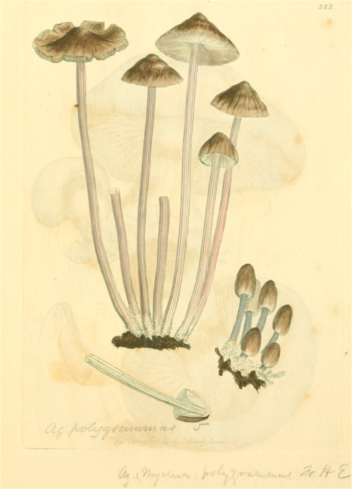 Coloured Figures of English Fungi or Mushrooms - t. 222