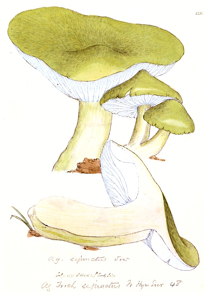 Coloured Figures of English Fungi or Mushrooms - t. 126