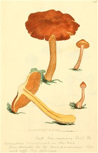 Coloured Figures of English Fungi or Mushrooms - t. 206