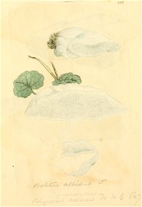 Coloured Figures of English Fungi or Mushrooms - t. 226