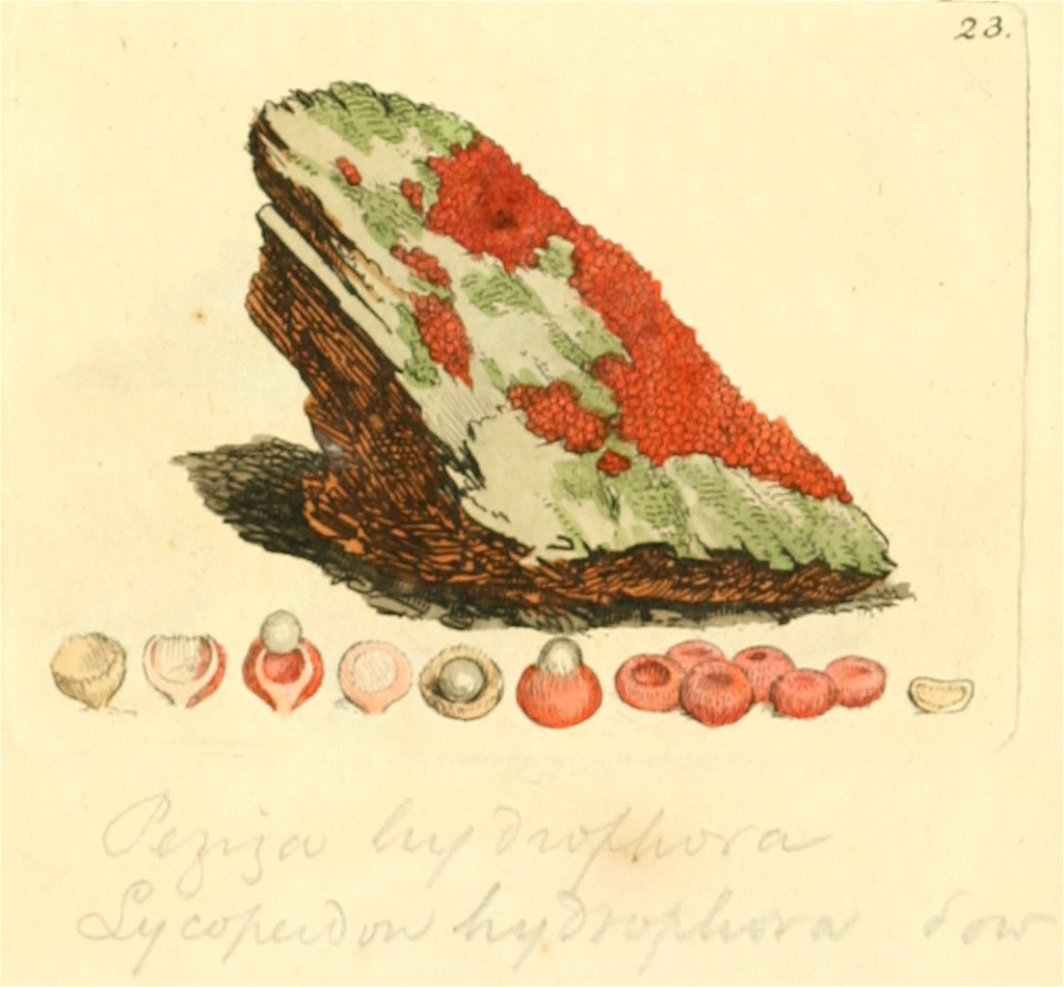 Coloured Figures of English Fungi or Mushrooms - t. 23