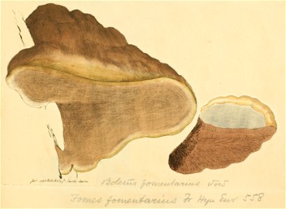 Coloured Figures of English Fungi or Mushrooms - t. 133