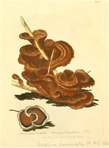 Coloured Figures of English Fungi or Mushrooms - t. 213