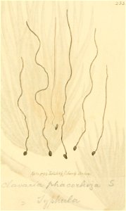 Coloured Figures of English Fungi or Mushrooms - t. 233