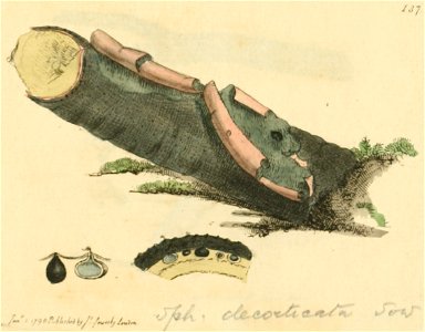 Coloured Figures of English Fungi or Mushrooms - t. 137