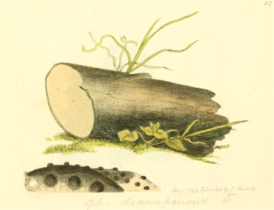 Coloured Figures of English Fungi or Mushrooms - t. 217