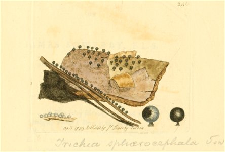 Coloured Figures of English Fungi or Mushrooms - t. 240