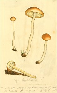 Coloured Figures of English Fungi or Mushrooms - t. 221