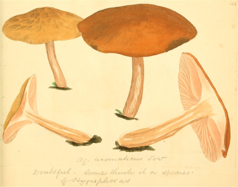 Coloured Figures of English Fungi or Mushrooms - t. 144