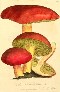 Coloured Figures of English Fungi or Mushrooms - t. 225
