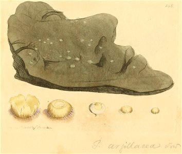 Coloured Figures of English Fungi or Mushrooms - t. 148