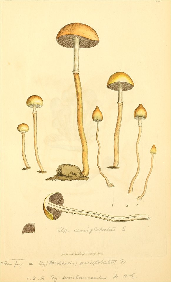 Coloured Figures of English Fungi or Mushrooms - t. 248