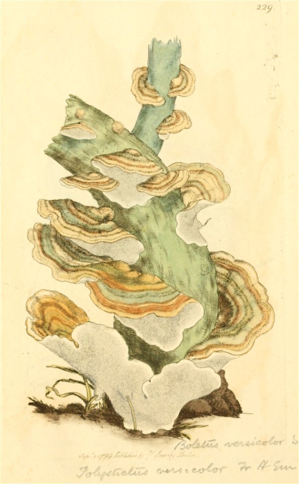 Coloured Figures of English Fungi or Mushrooms - t. 229