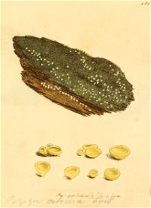 Coloured Figures of English Fungi or Mushrooms - t. 151