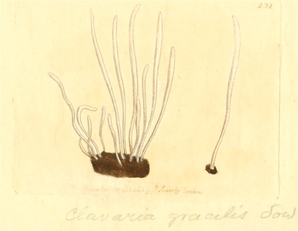 Coloured Figures of English Fungi or Mushrooms - t. 232