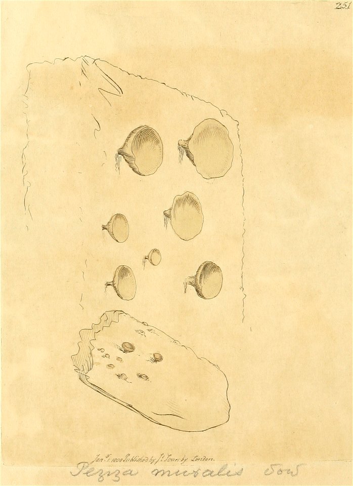 Coloured Figures of English Fungi or Mushrooms - t. 251