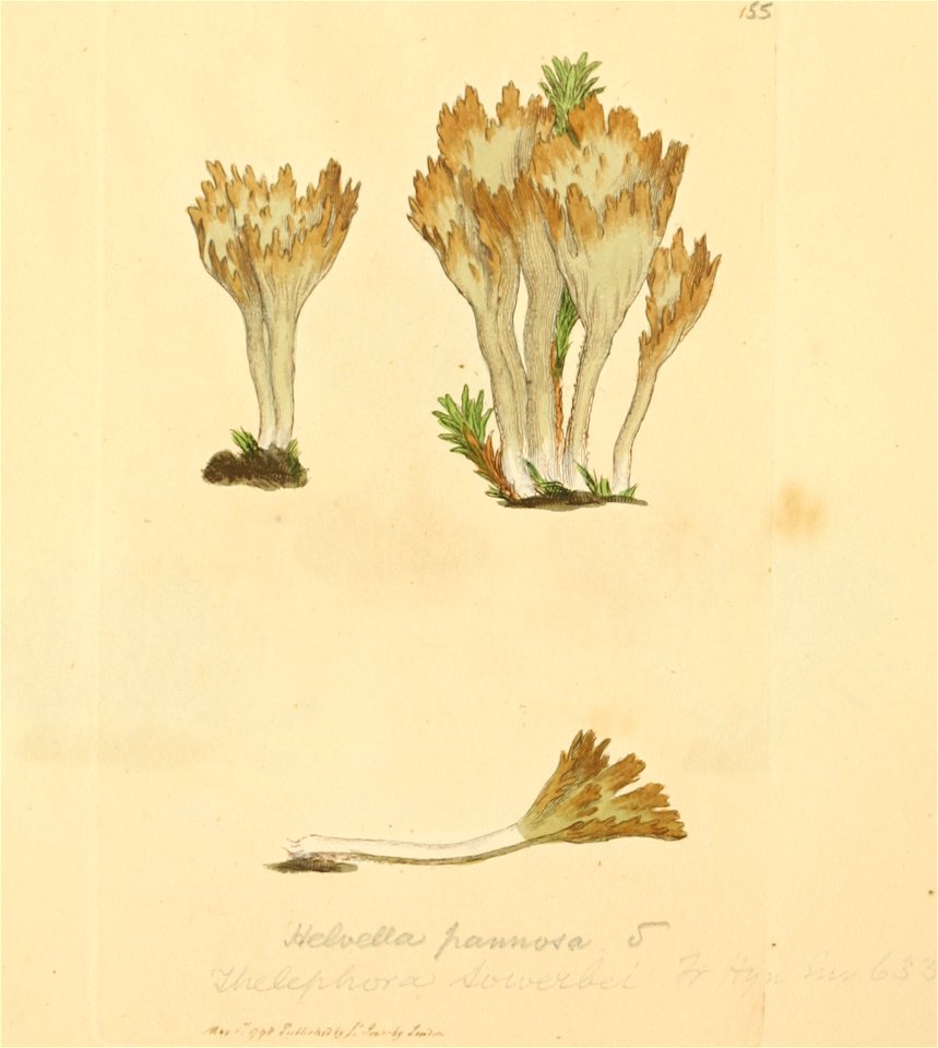 Coloured Figures of English Fungi or Mushrooms - t. 155