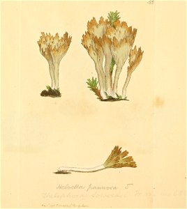 Coloured Figures of English Fungi or Mushrooms - t. 155