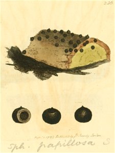 Coloured Figures of English Fungi or Mushrooms - t. 236
