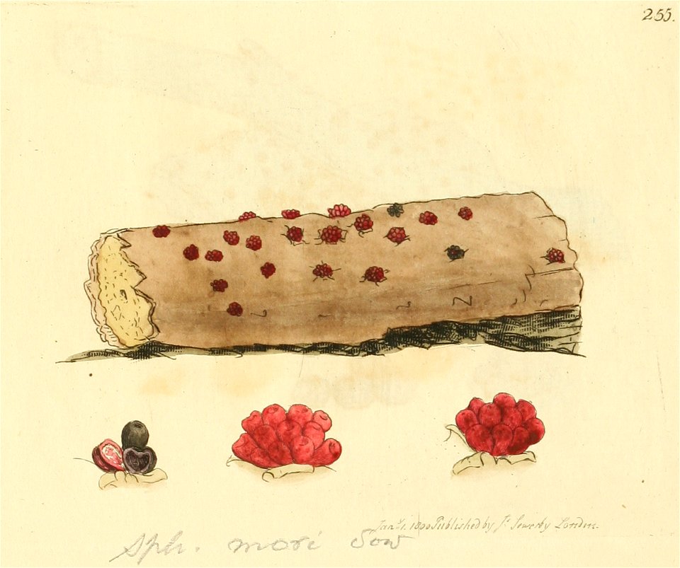 Coloured Figures of English Fungi or Mushrooms - t. 255