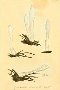 Coloured Figures of English Fungi or Mushrooms - t. 159