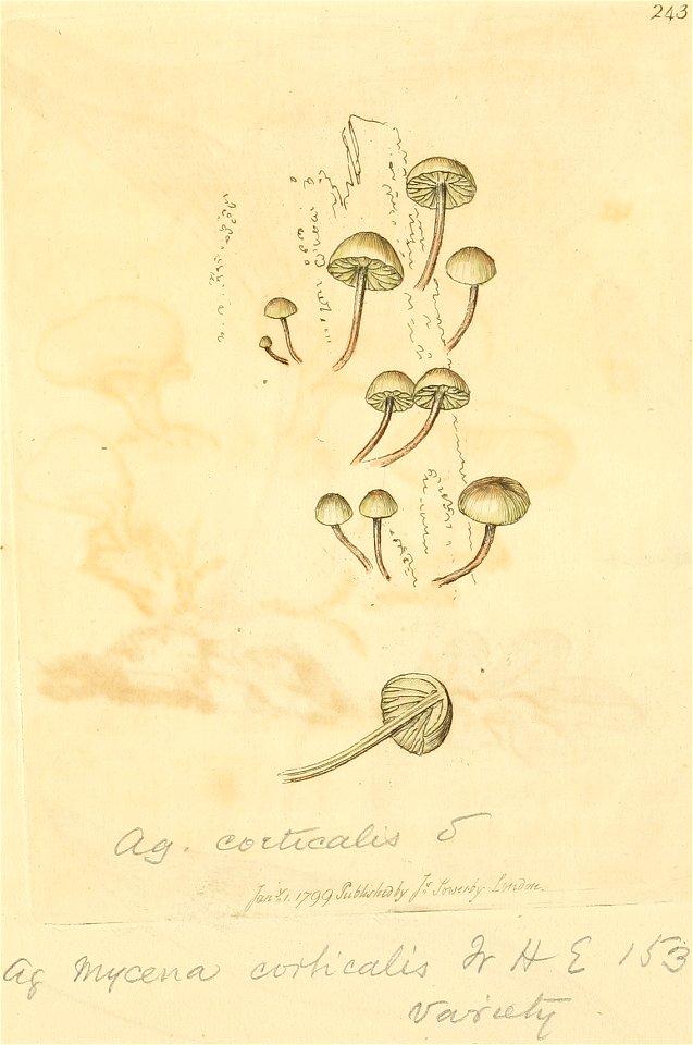 Coloured Figures of English Fungi or Mushrooms - t. 243