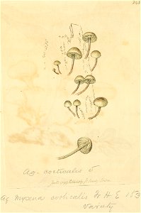 Coloured Figures of English Fungi or Mushrooms - t. 243