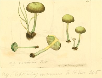 Coloured Figures of English Fungi or Mushrooms - t. 162