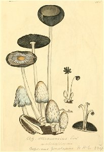 Coloured Figures of English Fungi or Mushrooms - t. 262
