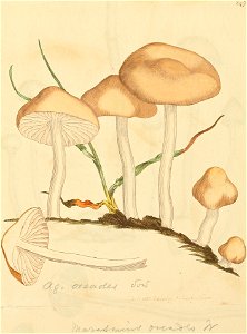 Coloured Figures of English Fungi or Mushrooms - t. 247