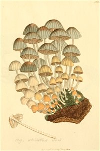Coloured Figures of English Fungi or Mushrooms - t. 166