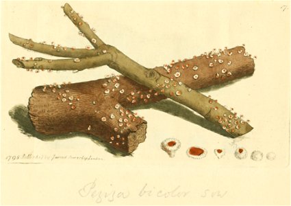 Coloured Figures of English Fungi or Mushrooms - t. 17