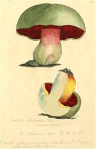 Coloured Figures of English Fungi or Mushrooms - t. 250
